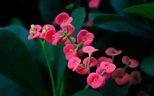 Small flowers from Chrome web store to be run with OffiDocs Chromium online Small flowers from Chrome web store to be run with OffiDocs Chromium online