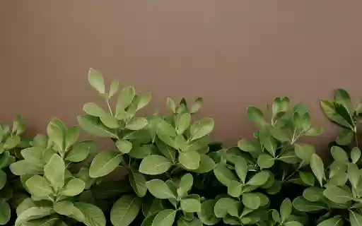 Small Green Tree from Chrome web store to be run with OffiDocs Chromium online Small Green Tree from Chrome web store to be run with OffiDocs Chromium online