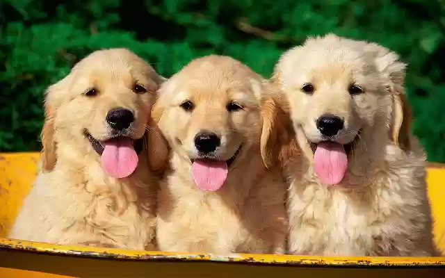 Social Ads Puppy Edition from Chrome web store to be run with OffiDocs Chromium online Social Ads Puppy Edition from Chrome web store to be run with OffiDocs Chromium online