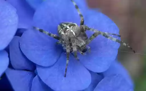 Spider and blue flower from Chrome web store to be run with OffiDocs Chromium online Spider and blue flower from Chrome web store to be run with OffiDocs Chromium online