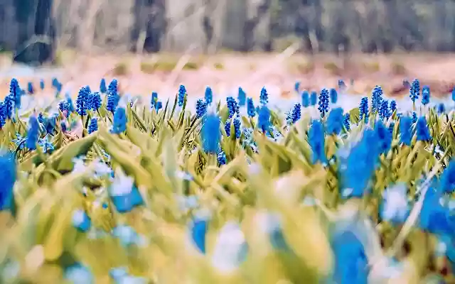 Spring Weather Arizona from Chrome web store to be run with OffiDocs Chromium online Spring Weather Arizona from Chrome web store to be run with OffiDocs Chromium online