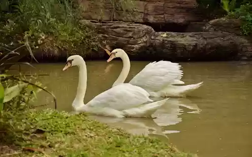 Swans and small lake from Chrome web store to be run with OffiDocs Chromium online Swans and small lake from Chrome web store to be run with OffiDocs Chromium online
