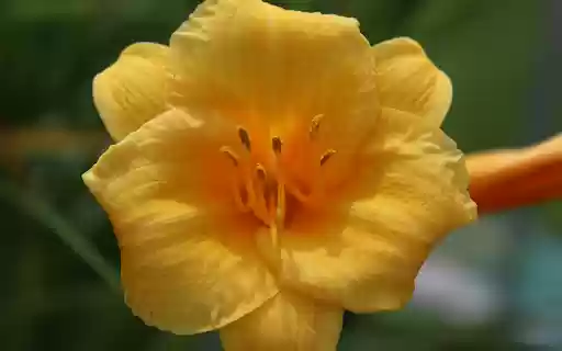 Sweet flower from Chrome web store to be run with OffiDocs Chromium online Sweet flower from Chrome web store to be run with OffiDocs Chromium online