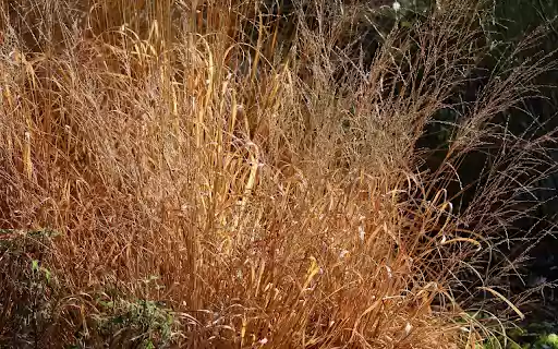 Tall dry grass from Chrome web store to be run with OffiDocs Chromium online Tall dry grass from Chrome web store to be run with OffiDocs Chromium online