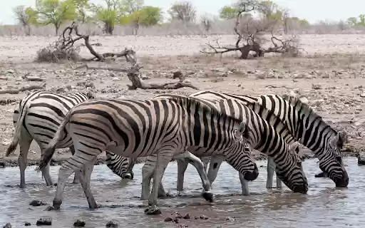 The horses drink water from Chrome web store to be run with OffiDocs Chromium online The horses drink water from Chrome web store to be run with OffiDocs Chromium online