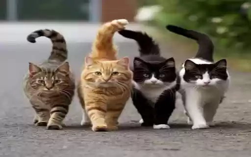 Walking cats Wallpaper from Chrome web store to be run with OffiDocs Chromium online Walking cats Wallpaper from Chrome web store to be run with OffiDocs Chromium online
