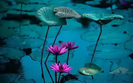 Water lily pond from Chrome web store to be run with OffiDocs Chromium online Water lily pond from Chrome web store to be run with OffiDocs Chromium online