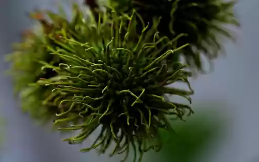 Young green rambutan fruit from Chrome web store to be run with OffiDocs Chromium online Young green rambutan fruit from Chrome web store to be run with OffiDocs Chromium online