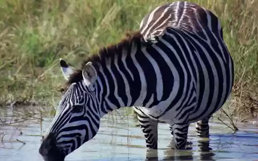 Zebra and big belly from Chrome web store to be run with OffiDocs Chromium online Zebra and big belly from Chrome web store to be run with OffiDocs Chromium online
